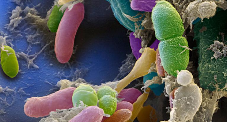 De micro-convives dans nos intestins